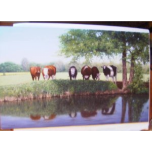 Cattle by river