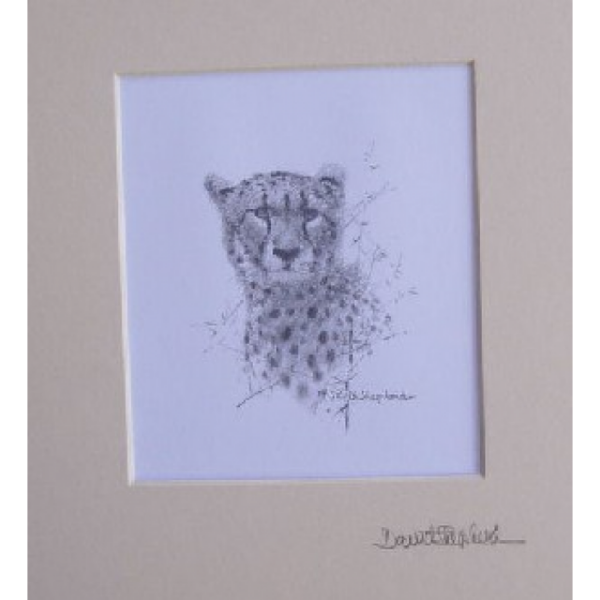 Cheetah