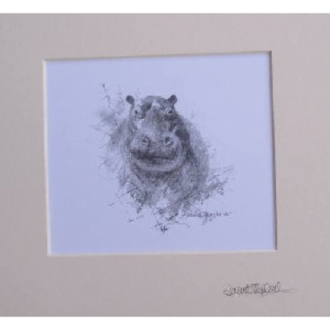 Hippo