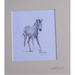 Zebra