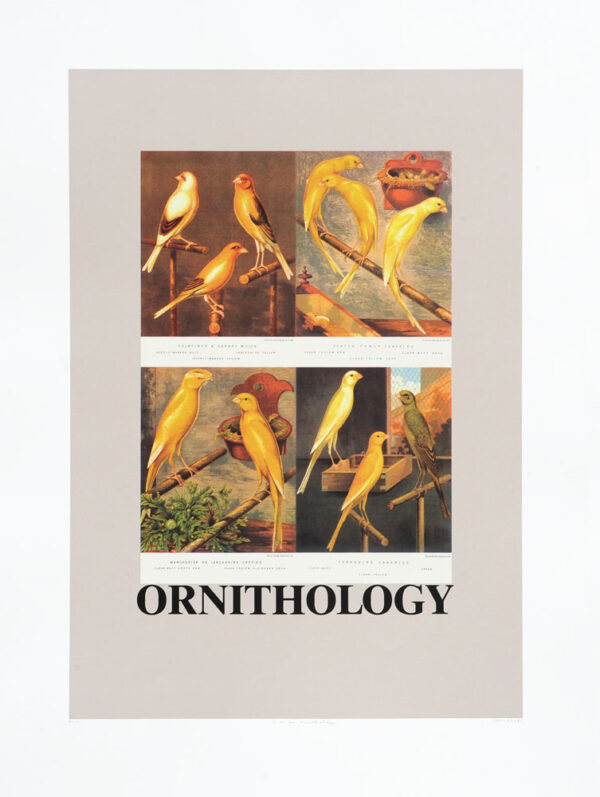 O is for Ornithology (Birds)